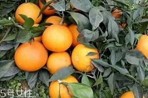 愛媛38號(hào)與沃柑哪個(gè)好吃？愛媛38號(hào)與沃柑對(duì)比