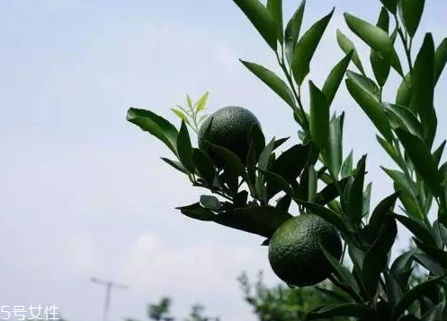 小青柑會(huì)發(fā)霉嗎？小青柑如何保存？