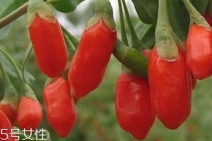 寧夏枸杞子多少錢一斤？寧夏枸杞價(jià)格