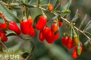 枸杞是發(fā)物嗎？枸杞屬于發(fā)物嗎？