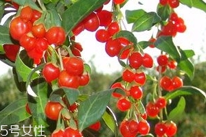 枸杞是大的好還是小的好？枸杞買大還是買??？