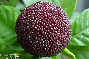 烏酥楊梅多少錢一斤？烏酥楊梅好吃嗎