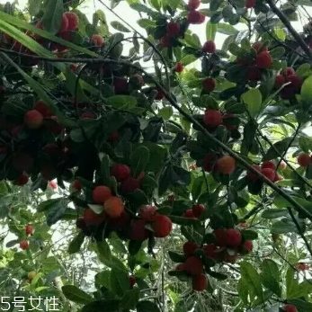 烏酥楊梅多少錢一斤？烏酥楊梅好吃嗎