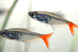 紅尾魚怎么做好吃？紅尾魚的做法大全