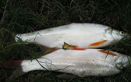 紅尾魚怎么做好吃？紅尾魚的做法大全