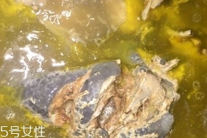 烏骨雞是烏雞嗎？烏骨雞是什么雞？
