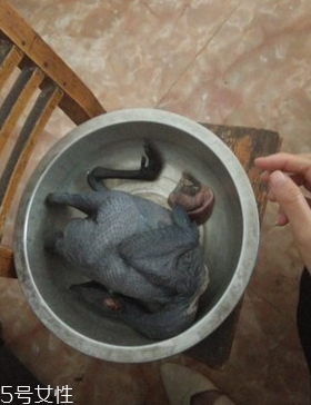 烏骨雞是烏雞嗎？烏骨雞是什么雞？