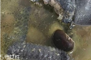 烏雞是發(fā)物嗎？烏雞屬于發(fā)物嗎？