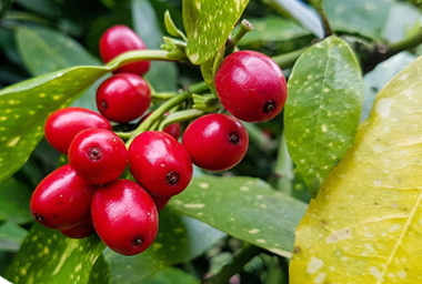 蔓越莓膠囊和維生素c能同時(shí)吃嗎？和維生素c同時(shí)吃會(huì)怎樣