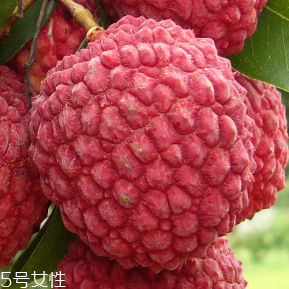 荔枝的品種 荔枝有哪些種類？