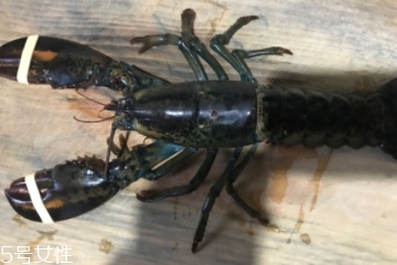波士頓龍蝦是淡水的嗎？波士頓龍蝦是海里的嗎？