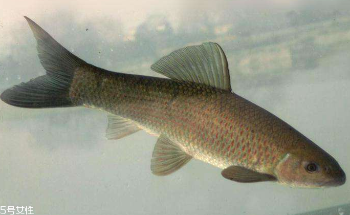 青魚是淡水魚還是海魚？青魚是淡水魚嗎？