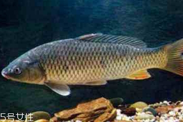 青魚是發(fā)物嗎？吃青魚會過敏嗎？