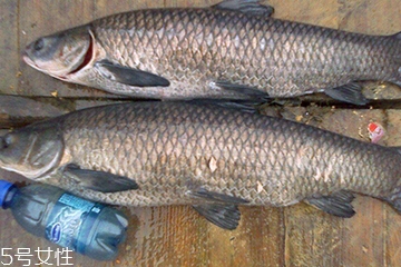 青魚是發(fā)物嗎？吃青魚會過敏嗎？