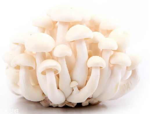 白玉菇和海鮮菇的區(qū)別 白玉菇和海鮮菇是一樣的嗎？