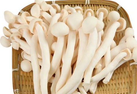 白玉菇的營養(yǎng)價值 白玉菇有什么營養(yǎng)？