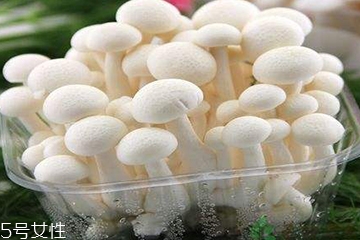 白玉菇為什么是苦的？白玉菇怎么會(huì)苦？