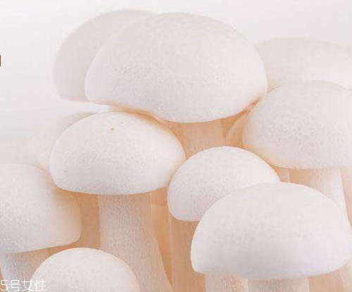 白玉菇的吃法 白玉菇能燉雞嗎？