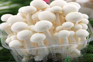 白玉菇為什么是苦的？白玉菇怎么會苦？