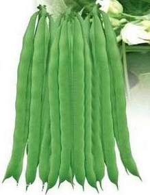蕓豆能生吃嗎？蕓豆生吃會怎樣？
