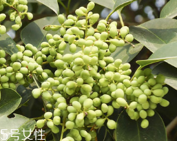 女貞子怎么保存？女貞子怎么保存最好？