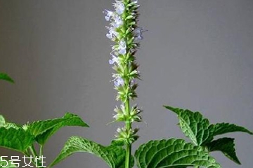 藿香是發(fā)物嗎？皮膚過敏的人能吃藿香嗎？