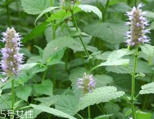 藿香是發(fā)物嗎？皮膚過敏的人能吃藿香嗎？