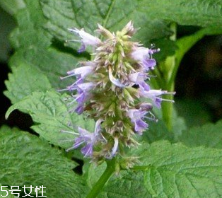 藿香是涼性還是熱性？藿香是熱性嗎？