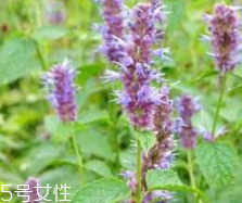 藿香能生吃嗎？藿香味道好嗎？