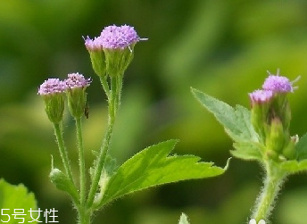 藿香和麝香是一樣嗎？藿香和麝香的區(qū)別