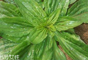 車前草是什么？車前草的作用是什么