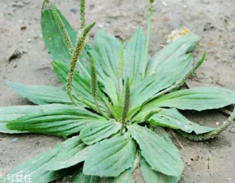 車前草怎么吃？車前草怎么做好吃？