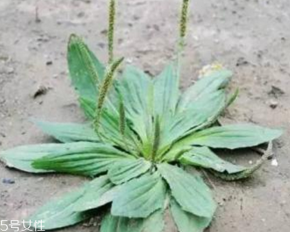 車(chē)前草是寒性還是熱性？車(chē)前草是寒性的嗎？