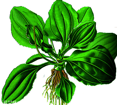 車(chē)前草和蒲公英能一起泡茶嗎？車(chē)前草和蒲公英能一起吃嗎？