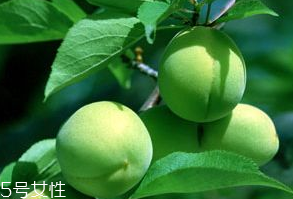 梅花的功效和作用 梅花對(duì)人有什么好處