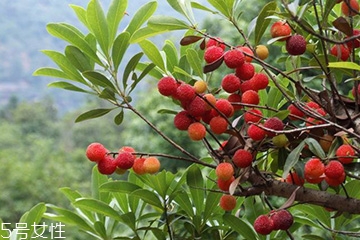 梅花是發(fā)物嗎？皮膚過敏的人能喝梅花茶嗎？