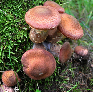 榛蘑的好處 榛蘑對人有什么益處？