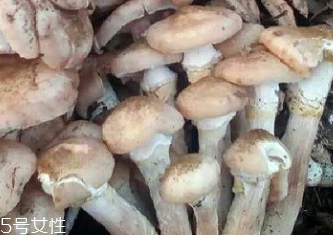 榛蘑是蘑菇嗎？榛蘑是什么蘑菇？