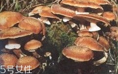 榛蘑是蘑菇嗎？榛蘑是什么蘑菇？