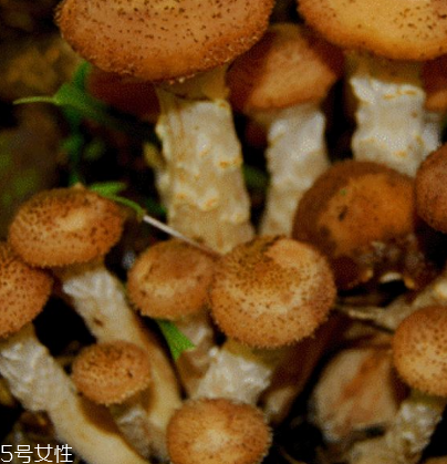 榛蘑是野生的好嗎？野生榛蘑的好處