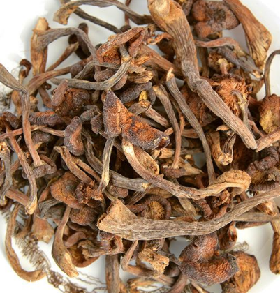 榛蘑是野生的好嗎？野生榛蘑的好處