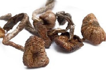 榛蘑能保存多久？干榛蘑怎么保存最好？