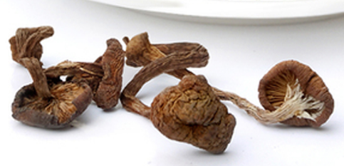 榛蘑可以煲鴨肉嗎？榛蘑可以煲鴨肉
