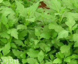 菊花腦的禁忌人群 哪些人不能吃菊花腦？