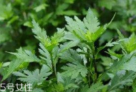菊花腦是溫性還是涼性？菊花腦是涼性嗎？