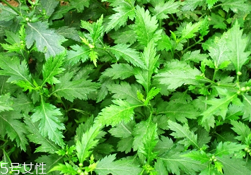 菊花腦的種植 菊花腦怎么種？