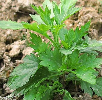 菊花腦能吃嗎？菊花腦的味道