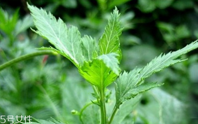 菊花腦能吃嗎？菊花腦的味道
