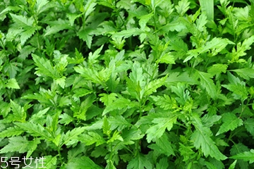 菊花腦可以涼拌嗎？菊花腦涼拌好吃嗎？