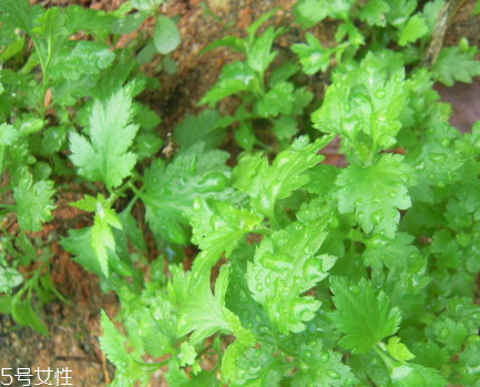 菊花腦和南瓜能一起吃嗎？菊花腦能和水果一起吃嗎？